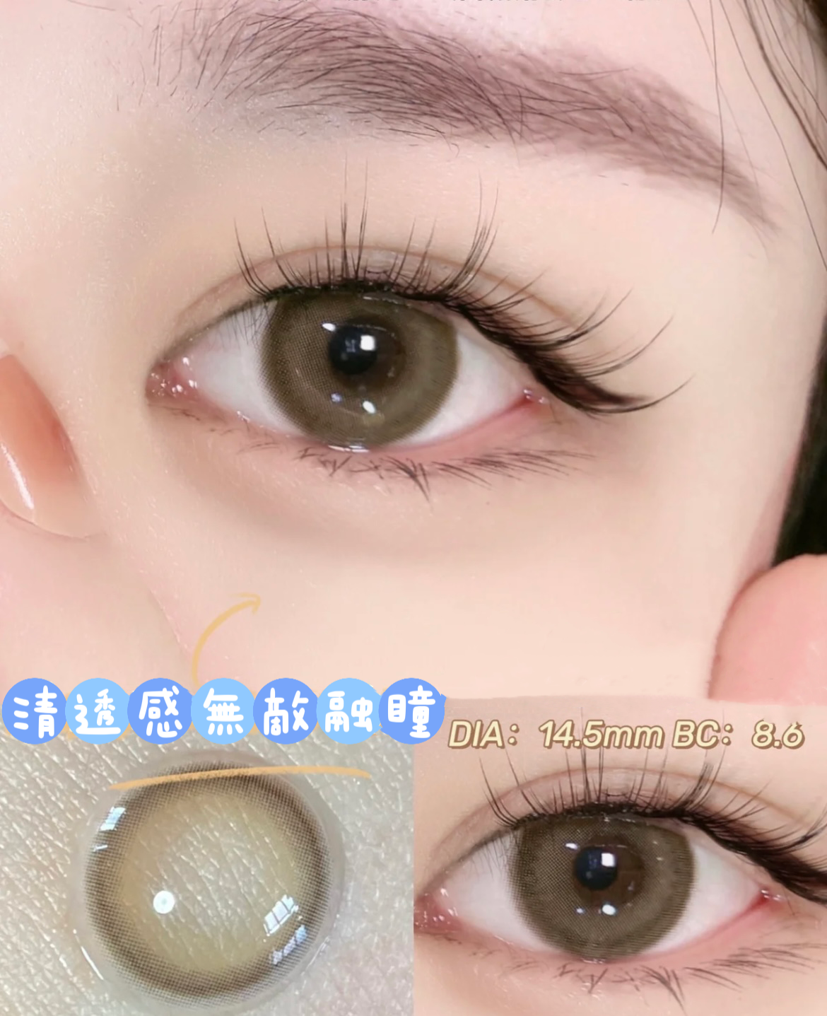 Sugarplum Chestnut Brown 奶香栗 1 Year 一片裝