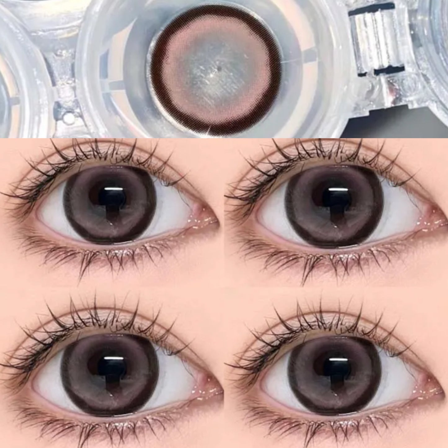 Richeecon Sweet Brown 花樣甜心