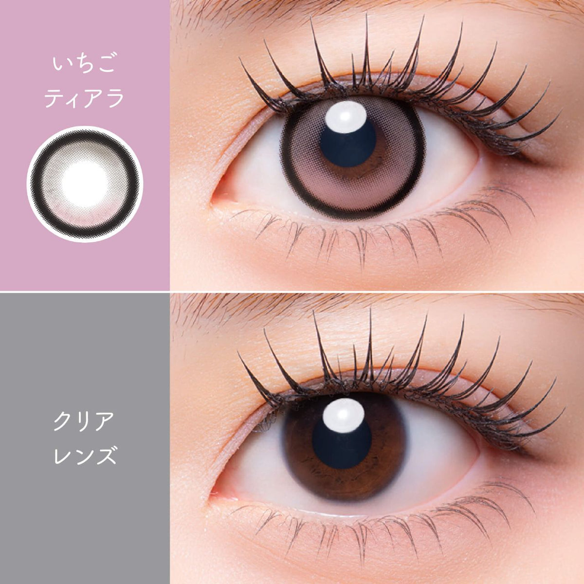【預購】【固定高光】Meloria Ichigo Tiara 1 Day 十片裝