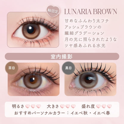 【預購】【固定高光】Malun Malun Lunaria Brown 1 Day 十片裝