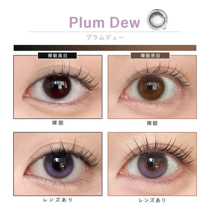 【預購】【固定高光】Dewlit Plum Dew 1 Day 十片裝