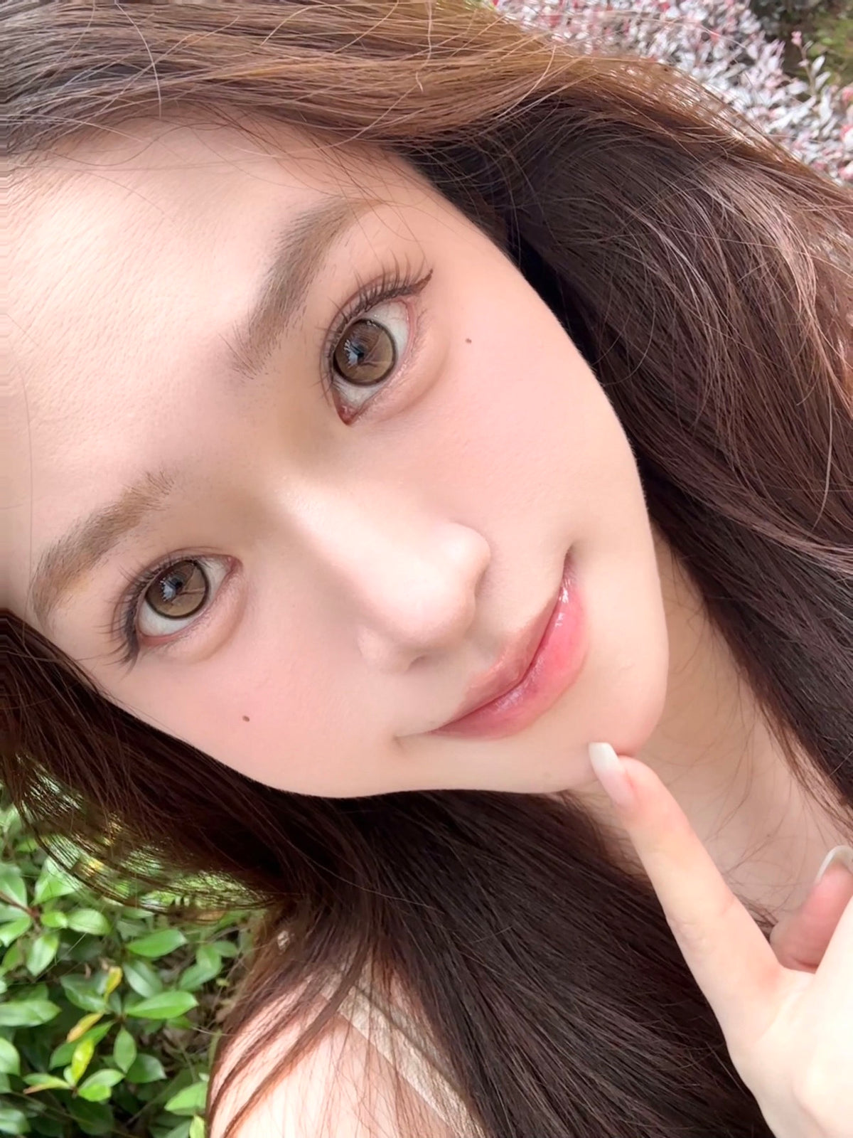 Doragina Kabo Brown 琥珀底色 6-Months 一片裝