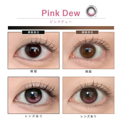 【預購】【固定高光】Dewlit Pink Dew 1 Day 十片裝