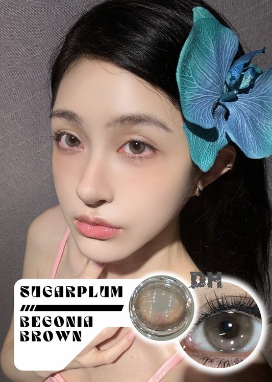 Sugarplum Begonia Brown 海棠島 1 Year 一片裝