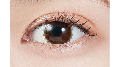 【預購】MOLAK Tint Brown 1 Day 十片裝